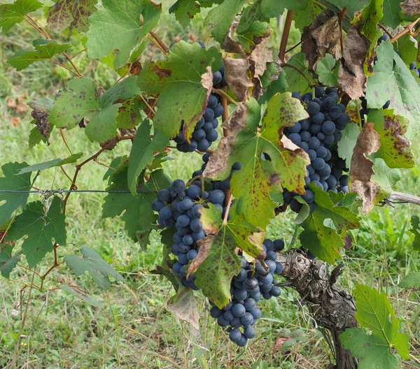 Dojrzały grejpfrut w winorośli — Zdjęcie stockowe