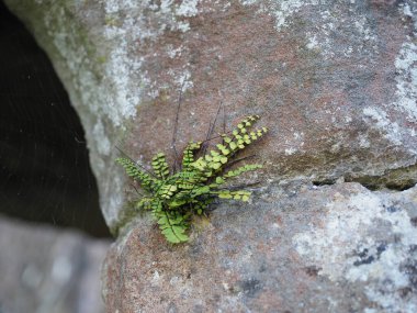 bir taş üzerinde büyüyen bitki