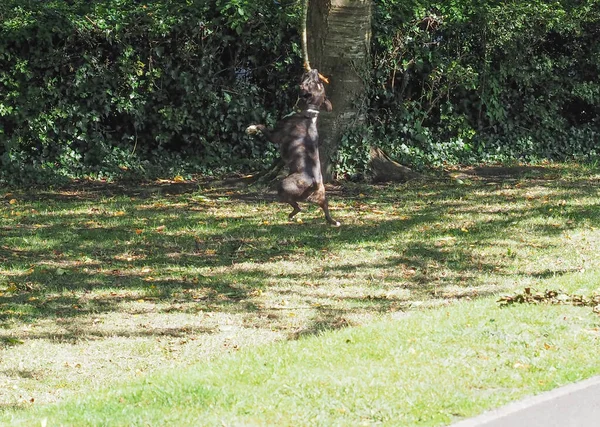 Chien suspendu à la branche d'arbre — Photo