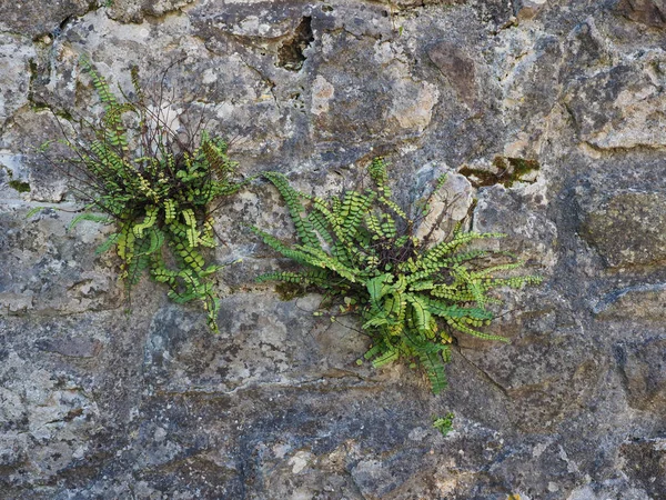 Plant growing on stone — Stock Photo, Image