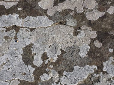 Gri beton doku arkaplanı