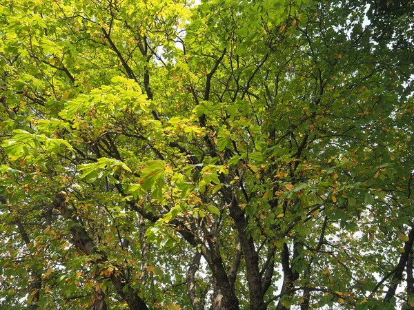 Ippocastano (Aesculus hippocastanum) Conker tree — Foto Stock