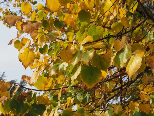黄色的秋天的树叶纹理背景 — 图库照片