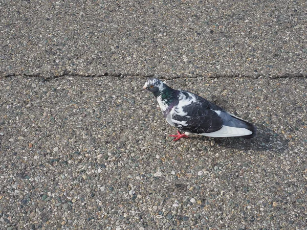 Domestic pigeon animal of class Aves (birds) — Stock Photo, Image