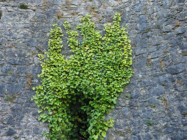 Murgröna växt och stenvägg bakgrund — Stockfoto