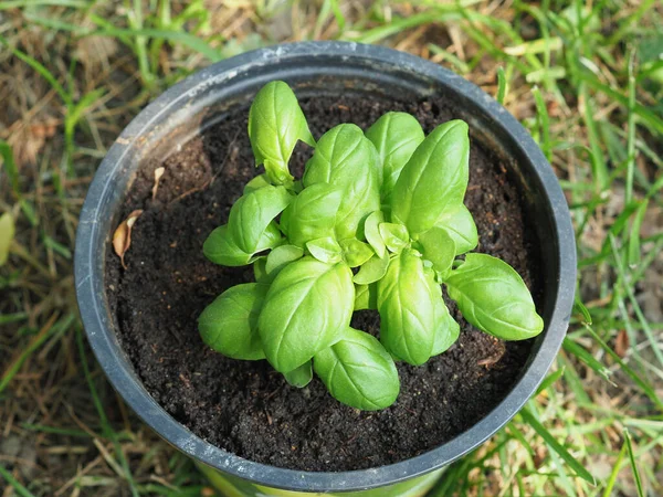 Bazylia Nazwa Naukowa Ocimum Basilicum Alias Thai Basil Sweet Basil — Zdjęcie stockowe