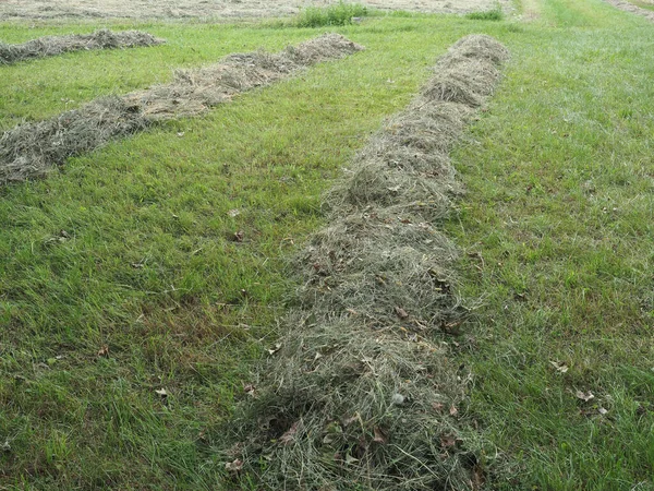 フィールド内の新鮮にカット干し草の牧草地の窓 — ストック写真