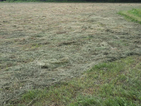 畑で干し草を新鮮に切る — ストック写真