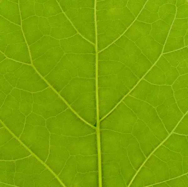 Textura Folha Verde Útil Como Fundo Quadrado — Fotografia de Stock