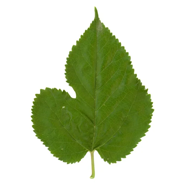 White Mulberry Tree Scientific Name Morus Alba Leaf Isolated White — Stock Photo, Image