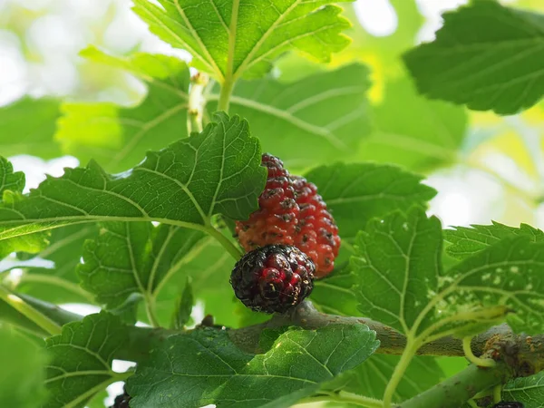 White Mulberry Tree Scientific Name Morus Alba — Stock Photo, Image