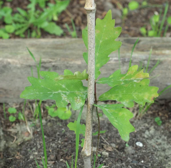 Vetenskapligt Namn Quercus Robur Planta — Stockfoto