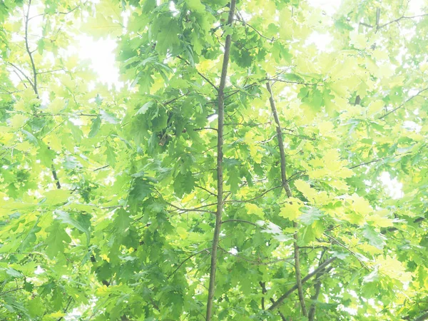 Dub Vědecký Název Quercus Robur Stromek — Stock fotografie