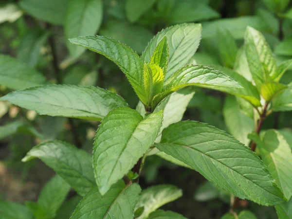 Pepermuntplant Wetenschappelijke Naam Mentha Piperita — Stockfoto