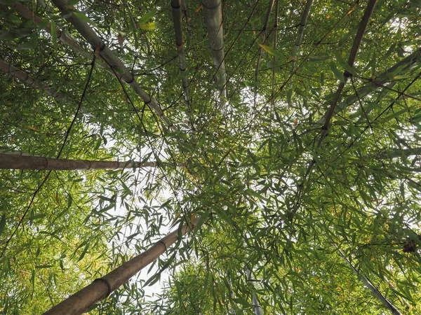 Bamboo Tree Scientific Classification Bambusoideae Useful Background — Stock Photo, Image
