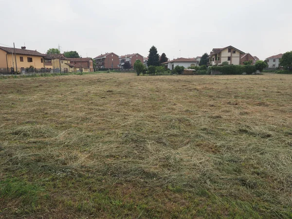 Frisch Gemähtes Heufutter Auf Einem Feld — Stockfoto