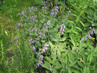 yaygın adaçayı bitkisi (bilimsel adı Salvia officinalis)