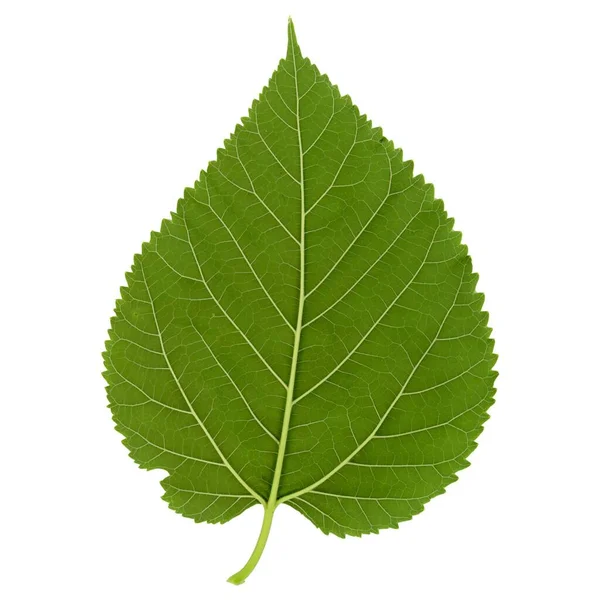 White Mulberry Tree Scientific Name Morus Alba Leaf Isolated White — Stock Photo, Image