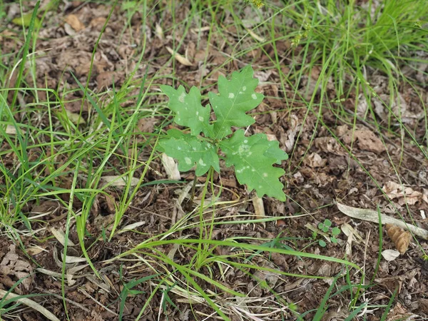 Eiche Wissenschaftlicher Name Quercus Robur Setzling — Stockfoto