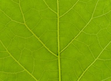 Arkaplan olarak kullanışlı yeşil yaprak dokusu