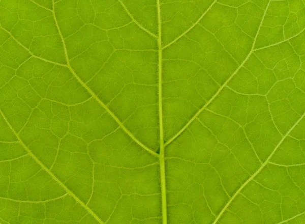 背景として便利な緑の葉の質感 — ストック写真