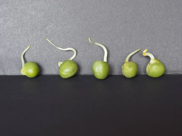 Kiemen Van Erwten Peulvruchten Vegetarische Voedselplant Wetenschappelijke Naam Pisum Sativum — Stockfoto