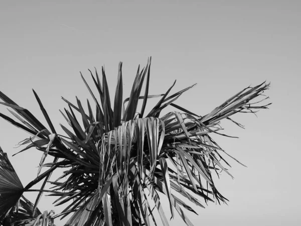 Palmy Arecaceae Strom Nad Modrou Oblohou Kopií Prostoru Černé Bílé — Stock fotografie
