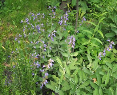 yaygın adaçayı bitkisi (bilimsel adı Salvia officinalis)