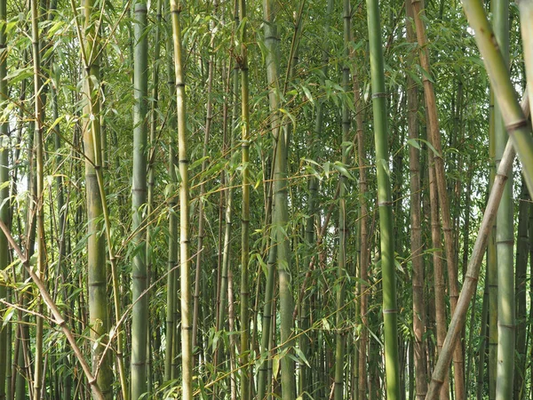 Árbol Bambú Clasificación Científica Bambusoideae Útil Como Fondo — Foto de Stock