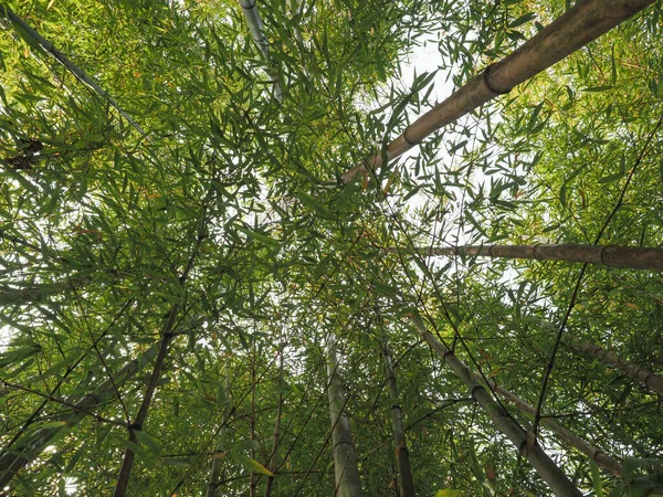 Bamboo Tree Scientific Classification Bambusoideae Useful Background — Stock Photo, Image