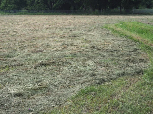 Freshly Cut Hay Forage Field — Stock Photo, Image