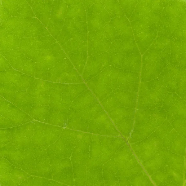Green Leaf Texture Useful Background — Stock Photo, Image