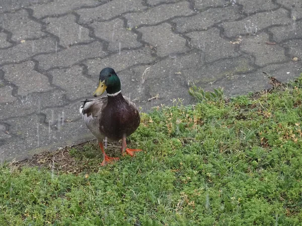 Male Mallard Anas Platyrhynchos Aka Wild Duck Pouring Rain — Stock Photo, Image