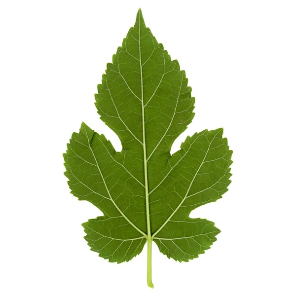 White Mulberry Tree Scientific Name Morus Alba Leaf Isolated White — Stock Photo, Image