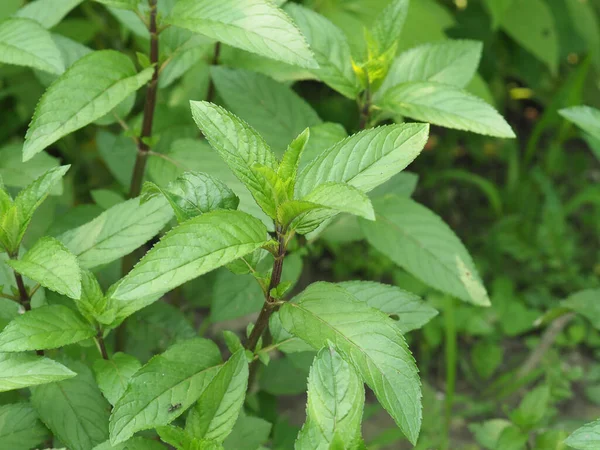 Rośliny Mięty Pieprzowej Nazwa Naukowa Mentha Piperita — Zdjęcie stockowe
