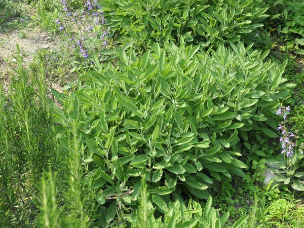 Звичайна Рослина Шавлія Наукова Назва Salvia Officinalis — стокове фото