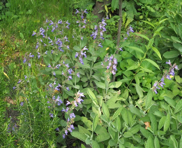 Gewone Salieplant Wetenschappelijke Naam Salvia Officinalis — Stockfoto