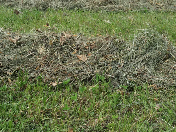 田里新近割下的干草 — 图库照片