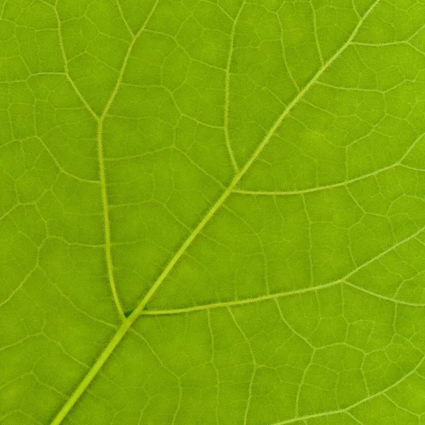 Textura Folha Verde Útil Como Fundo Quadrado — Fotografia de Stock