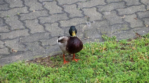 Male Mallard Anas Platyrhynchos Aka Wild Duck Pouring Rain — Stock Photo, Image