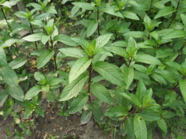 Naneli Bitki (bilimsel adı Mentha x piperita)
