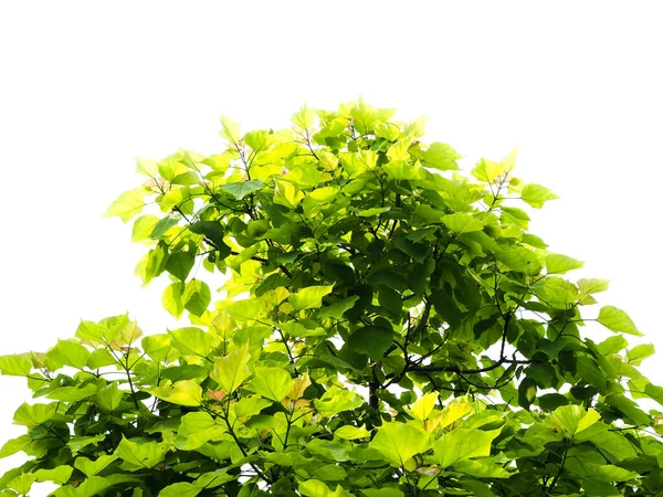 Blat Drzewa Zielonymi Liśćmi Białym Tle — Zdjęcie stockowe