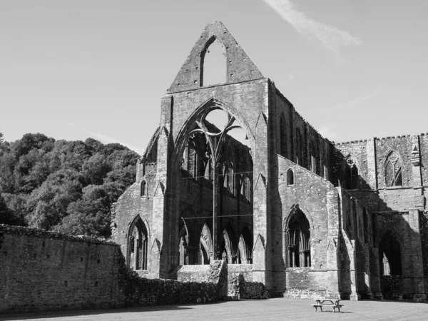 2019年9月 Tintern Circa September Tintern Abbey Abaty Tyndyrn Welsh Ruins — 图库照片