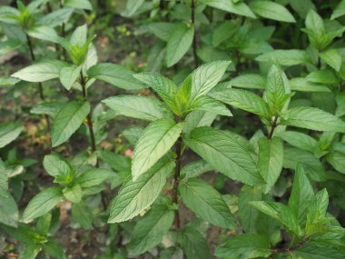 Naneli Bitki (bilimsel adı Mentha x piperita)