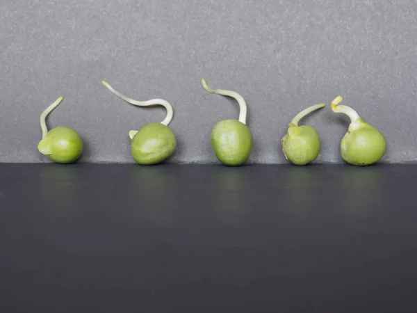 Kiemen Van Erwten Peulvruchten Vegetarische Voedselplant Wetenschappelijke Naam Pisum Sativum — Stockfoto