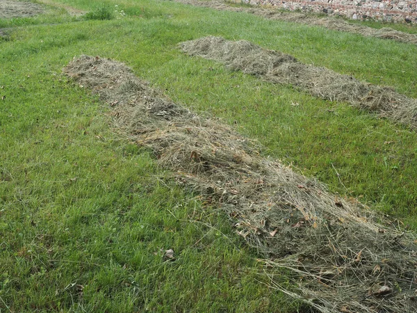 Freshly Cut Hay Forage Windrow Field — Stock Photo, Image