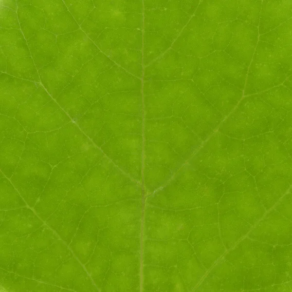 Zielony Liść Tekstury Przydatne Jako Tło Kwadrat — Zdjęcie stockowe