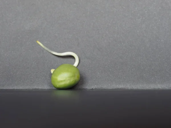 Germes Pois Légumineuses Végétarien Plante Alimentaire Nom Scientifique Pisum Sativum — Photo