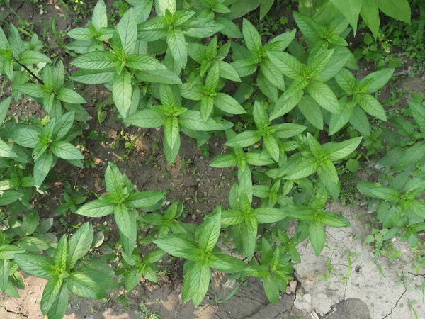 Planta Menta Nombre Científico Mentha Piperita —  Fotos de Stock