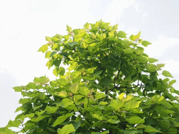 Strom Top Zelenými Listy Nad Světle Modrá Obloha Pozadí — Stock fotografie